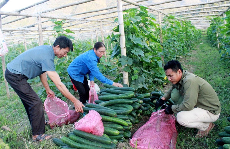 Mô hình thu mua nông sản giúp kết nối nguồn hàng địa phương với khách hàng có nhu cầu thực phẩm quê sạch và rõ nguồn gốc. 